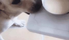 女人与狗性交视频